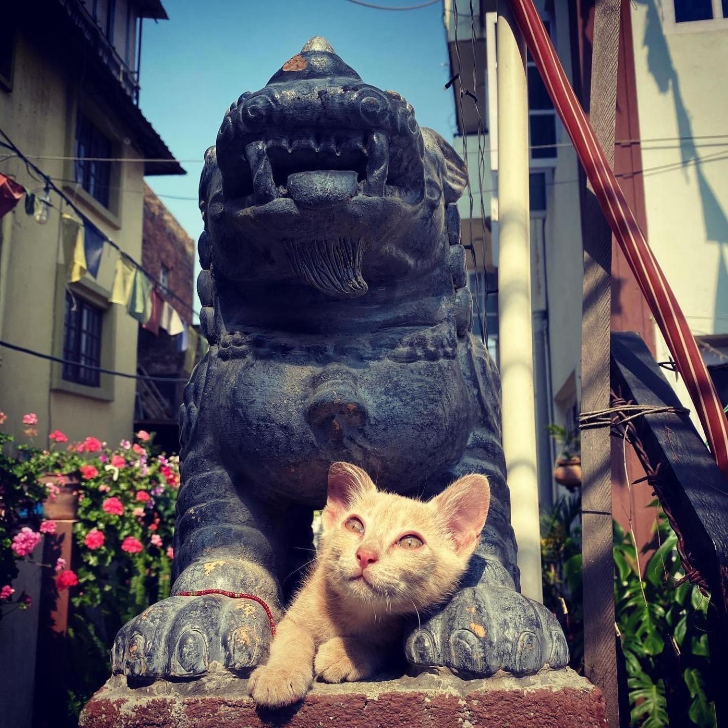 Yog Hostel Catmandu Exterior foto